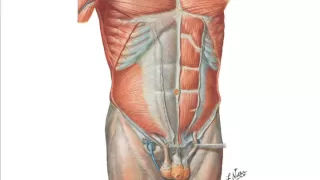 Abdominal Wall Hernias