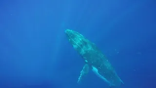 Swimming with Humpback whales in Tonga