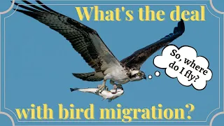 How do birds migrate? | Bird Migration Facts