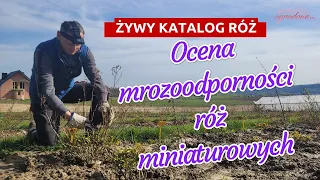 Jak przezimowały róże miniaturowe. Ocena wytrzymałości róż miniaturowych na mróz.