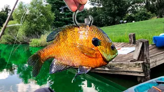 GIANT Live Bait Catches the POND MONSTER!!! (Giant Fish!)