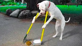 15 Best Trained & Disciplined Dogs in The World!