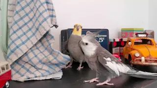 Bird Sings While Playing With Fellow on Table - 1506988