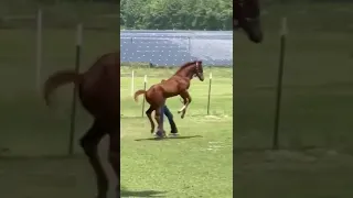 A queda 🤣🤣🤣 #shorts #funnyvideo #cavalo #caindo  #seinscrevanocanal #curte #compartilha