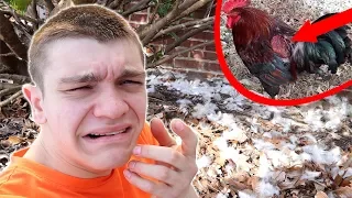 HE KILLED THEM ALL! *Chicken Murderer Caught*