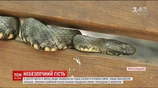 Велика змія в одному з парків Хмельницького наполохала місцевих жителів