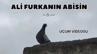 ALİ FURKANIN ABİSİNİN KUŞALARI (MAVİ TAKLACI UÇUM)