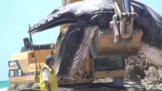 Baby Humpback Whale dead at Byron Bay