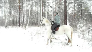 Лошадь для охоты. Как приучить лошадь к выстрелам. Video about horses