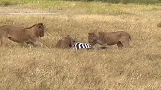 Rare to See😳|Lioness takes down Zebra￼| Helpless run for her life | Sadly those are Rules of nature