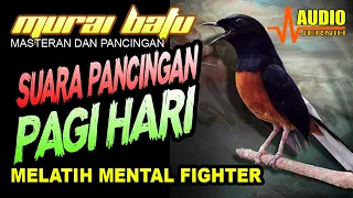 PANCINGAN PAGI HARI MELATIH MENTAL FIGHTER | Pancingan murai batu terbaik