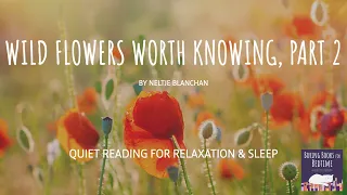 Wild Flowers Worth Knowing, by Neltje Blanchan (Part 2) | ASMR Quiet Reading for Relaxation & Sleep