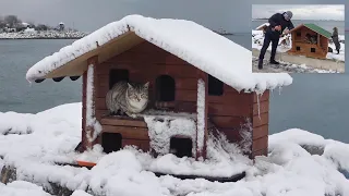 There has never been such a winter. Everything froze on cat island. What about cats? Adorable Paws