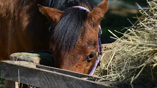 Can Goats Eat Horse Feed? (Health Benefits/Risks)