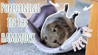 Epic Guinea Pig Reaction to First Hammock: Popcorn Extravaganza