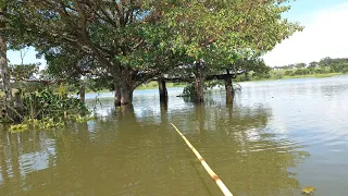 Pescaria de tucunare modalidade Raiz usando isca viva é bambu veio até traíra