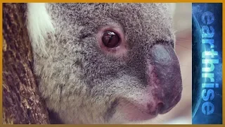 🐨 Life in the urban jungle: Can Australia save its koalas? | earthrise