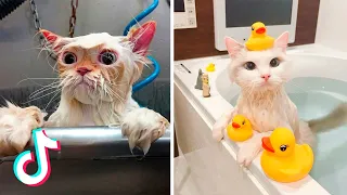 Funny Cats Bathing Compilation | Cats That Loves Bath and Cats that Hate Baths | Cats and Shower.