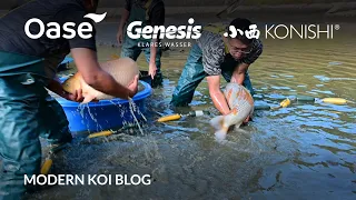 Modern Koi Blog #5624 - Live aus Japan: Die Kawarimono Jumbo Ikeage Yamaguchi