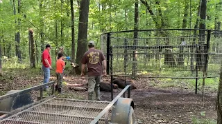 Caught a HUGE sounder of feral pigs in an ole oak bottom with the Big Pig Trap