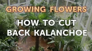 How to Cut Back Kalanchoe