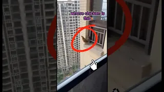 this chicken jumps from a building 👏