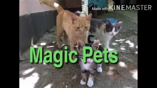 Новое интро канала Magic Pets