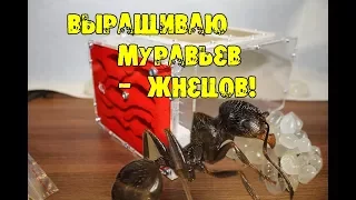 Выращиваю муравьев ШОК! Мой формикарий и Messor structor муравьи жнецы