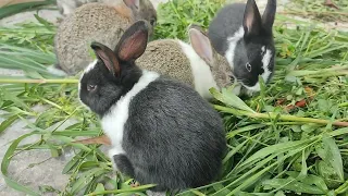 Watch the scene of my black rabbit eating grass | so beautiful | just looking like a Wow |🐇