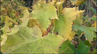 Яркие краски прекрасной осени🍁🌺🍂...