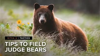 How To Identify Black Bear Size and Gender