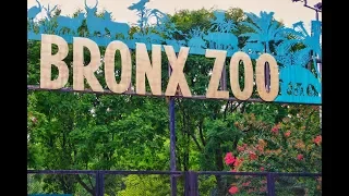 Bronx Zoo Complete Tour New York #bronxzoo #NewYork