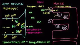 04   Muscular system   07   Neuromuscular junction, motor end plate