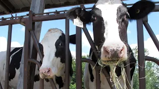 Pasteurized milk samples contained remnants of bird flu virus, FDA says