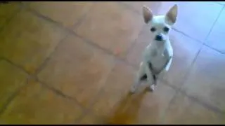 Funny Chihuahua Dancing Flamenco