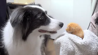 My Dog Reacts to the Kitten Rescued from Brink of Death