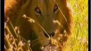 Львы Кении Легендарные людоеды