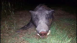 Snaggletooth Boar and Mulefoot Sow