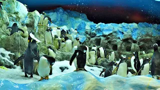 Loro Parque   Planet Penguin