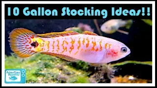 10 Gallon Fish Tank Stocking Ideas: Have You Thought About These Fish?