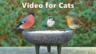 Videos for Cats to Watch Birds - Garden Bird Extravaganza - 8 Hours NEW ✅