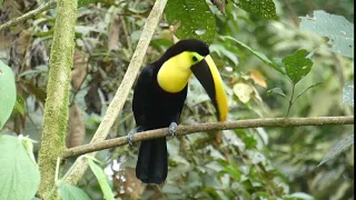 Yellow-throated Toucan