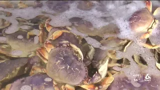 California’s commercial Dungeness crab season delayed again