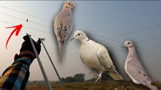 Amazing Birds Hunting Video with SlingShot Ever ❗