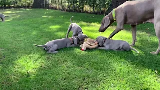 Nice to meet you horses, sheep and cats🐴🐑🐱 #weimaraners #weimaraner #puppy