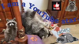 Raccoon Marseille is a super star.Енот Марсель супер звезда.