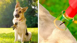 GENIUS HACKS AND GADGETS FOR SMART PET OWNERS