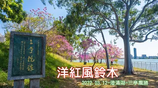 澄清湖 | 三亭攬勝 | 洋紅風鈴木 | 2022 03 12 | 4K