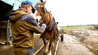 HORSE BASICS #7: How to Hitch up a Single Horse
