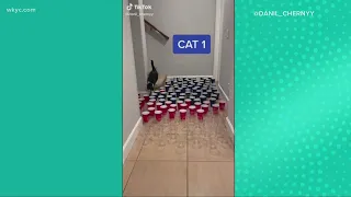 Check this out!  Cat owner sets up obstacle course with cups